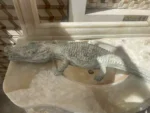 مجسمه تمساح سنگی